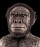homo habilis