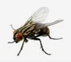 A Fly