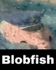 Blobfish 