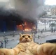 Fire cat 