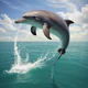 Dolphin 