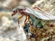 Queen Ant