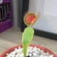 Venus Flytrap 