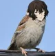 Dazai vorobushek
