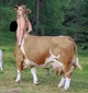 Wild Cowtaur