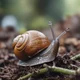 the immortal snail