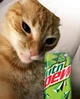 mtn dew cat