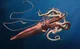 Giant squid