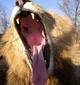 circus lion 