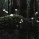 Magical Forest