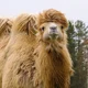 Kamel
