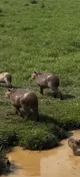 UN CAPIBARA 