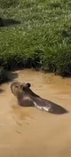 CAPIBARA