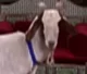 Jerry As A Goat