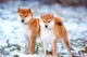 Shiba Inus