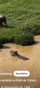 Un Capibara