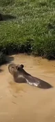 Capibara