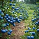 blueberry farms