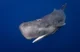 Sperm Whale
