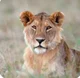 Adolescent lion