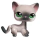 Shorthair cat 125