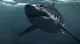 Mega Shark