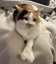 Callie Calico Cat