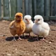 chicks