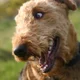 Airedale Terrier