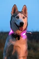 Glow collar tf