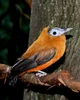 Capuchinbird