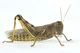 Locust