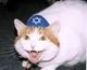 Jew Cat