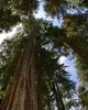 Giant sequoia Tree