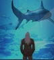 Shark lookism