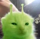 Silly cat
