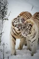 Human tigers_ BL