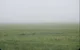 Foggy field