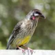 Red Wattlebird
