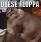 Fat floppa