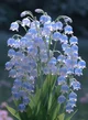 Blue flowers