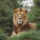 Lion Life Simulator