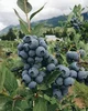 Forest blueberries 