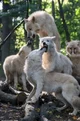 Wolf pack 