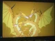 King Ghidorah -BZ YT