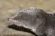 Short Tailed Shrew