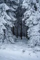Travelers - Forest
