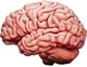 Brain