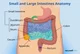 Intestines