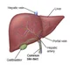 Liver